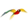 Papuga Ara Jubilee Macaw